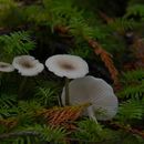 صورة Clitocybe elegantula J. Favre 1960