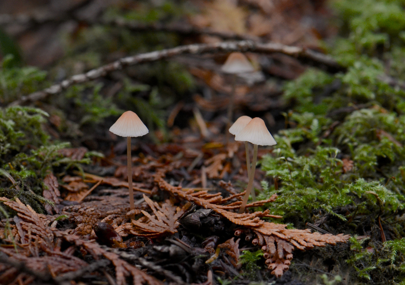 Image of Atheniella adonis (Bull.) Redhead, Moncalvo, Vilgalys, Desjardin & B. A. Perry 2012