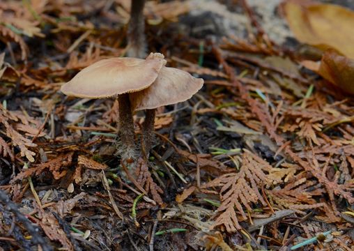 Слика од Gymnopus peronatus (Bolton) Gray 1821