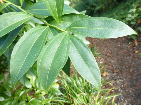 Image of laurel-leaf snailseed