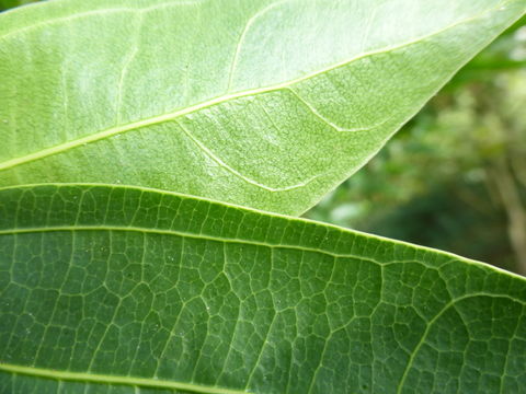 Image of laurel-leaf snailseed