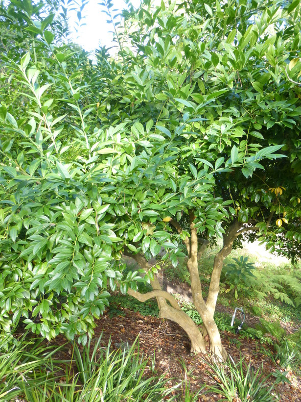 Image of laurel-leaf snailseed