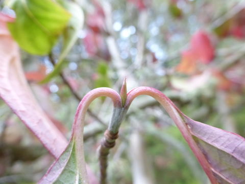 Image of flowering dogwood