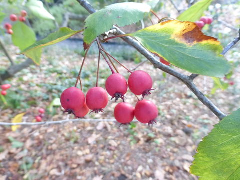 Image of Cockspur Hawthorn