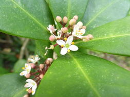 Imagem de Skimmia japonica Thunb.