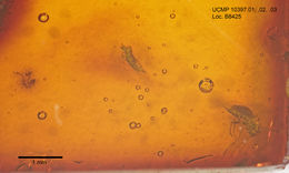 Image of Trichomyia