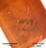 Image de Trichomyia