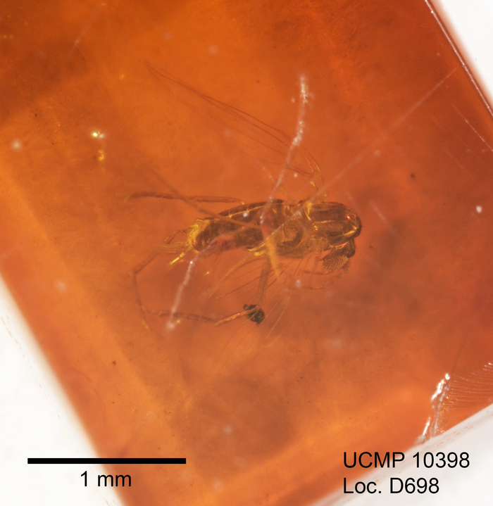 Слика од Trichomyia