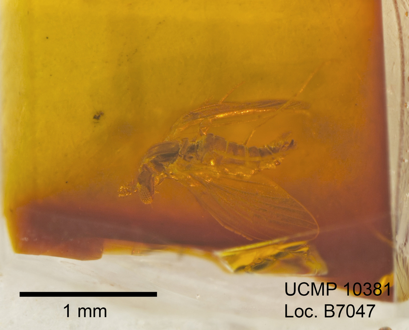 Image of <i>Trichomyia richardi</i>