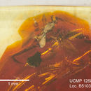 Image of Ecphylus oculatus Muesebeck 1960