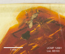 Sivun Ecphylus oculatus Muesebeck 1960 kuva