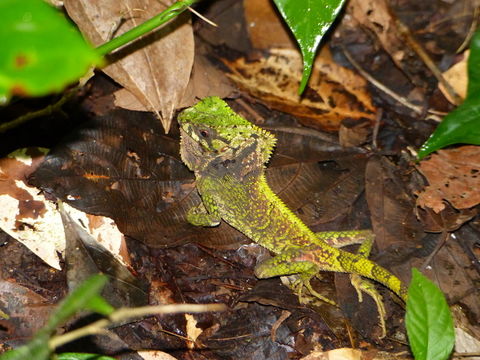 Image of Smooth Helmeted Iguana