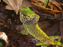 Image of Smooth Helmeted Iguana