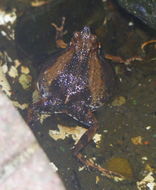 Image of Tungara Frog