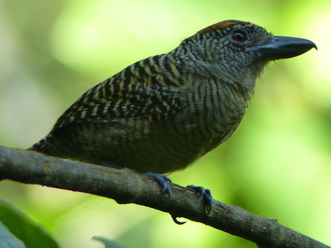 Image of Fasciated Antshrike