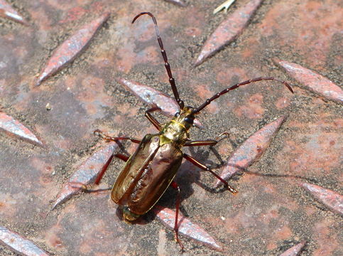 Image of Scatopyrodes