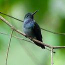Image of Blue-chested Hummingbird