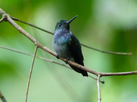 Image of Blue-chested Hummingbird