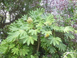 صورة Fatsia japonica (Thunb.) Decne. & Planch.