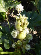 صورة Fatsia japonica (Thunb.) Decne. & Planch.