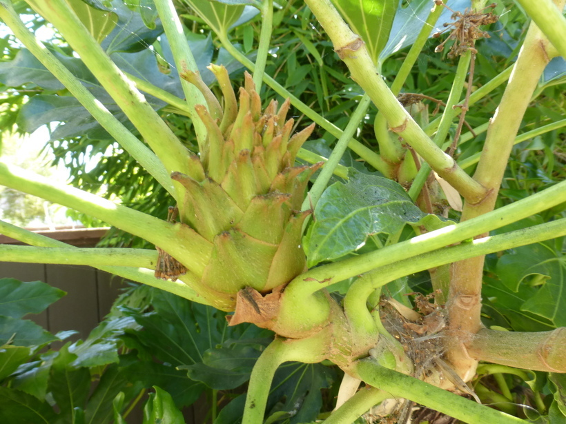 صورة Fatsia japonica (Thunb.) Decne. & Planch.