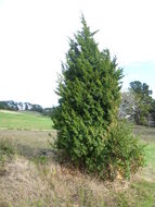 Image of Common Juniper