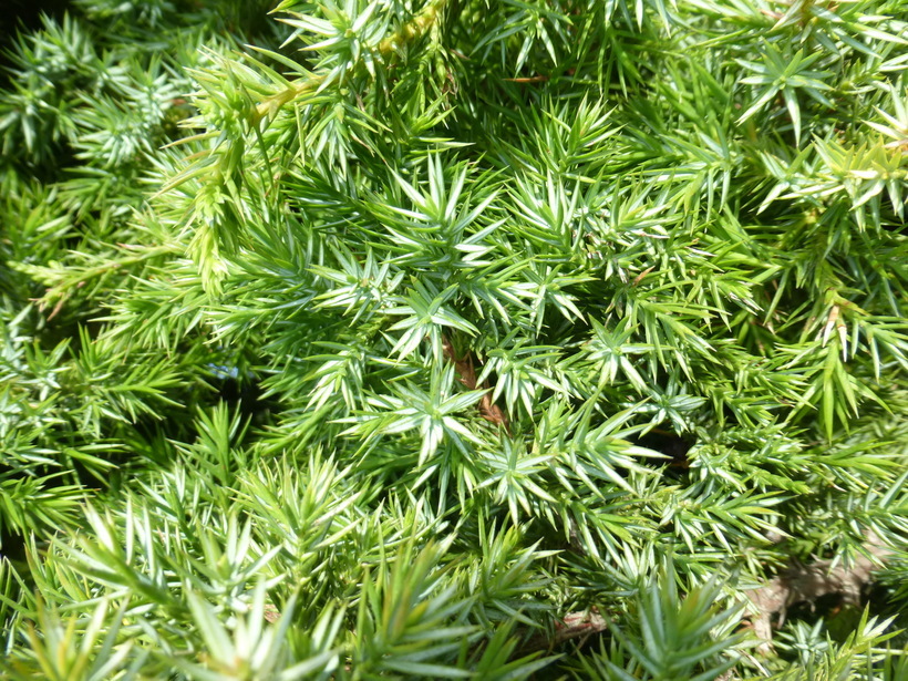 Image of Common Juniper