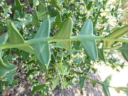 Image of Colletia paradoxa (Spreng.) Escalante