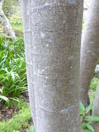 Image of Winter's bark