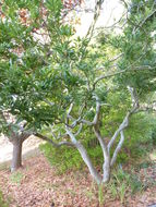 Image of <i>Myrica rubra</i>