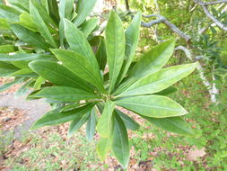 Image of <i>Myrica rubra</i>