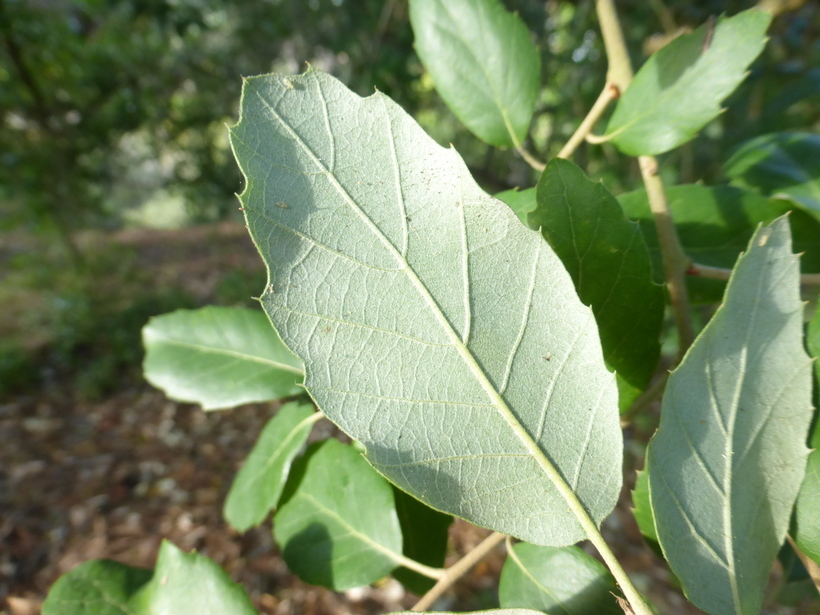 Image of Cork Oak