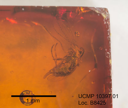 Image of Trichomyia