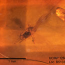 Image of Trichomyia antiquaria Quate 1961