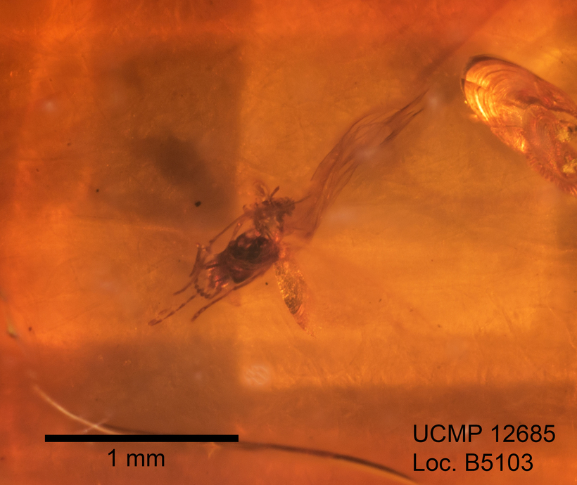 Image of Trichomyia antiquaria Quate 1961