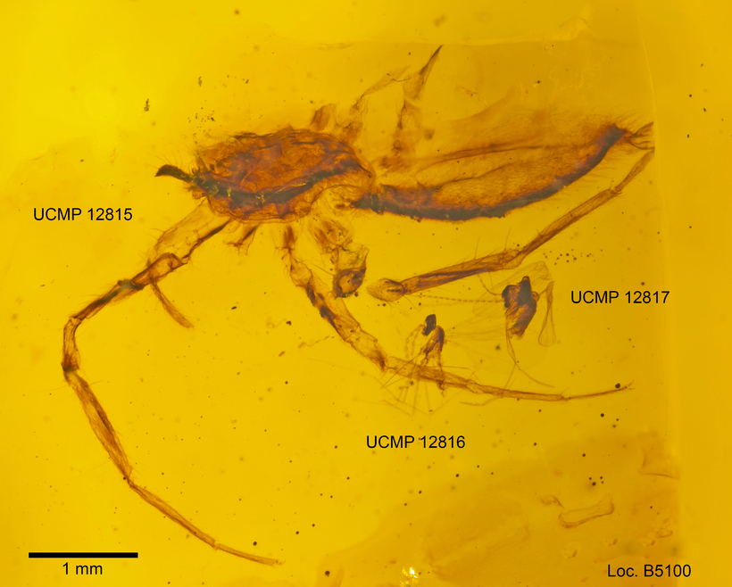Image de Trichomyia glomerosa Quate 1963