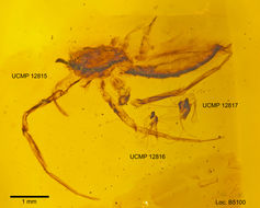 Image of gall midges and wood midges