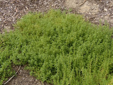 Image of clammy goosefoot