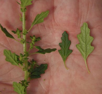 Image of clammy goosefoot