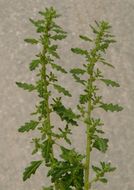 Image of clammy goosefoot