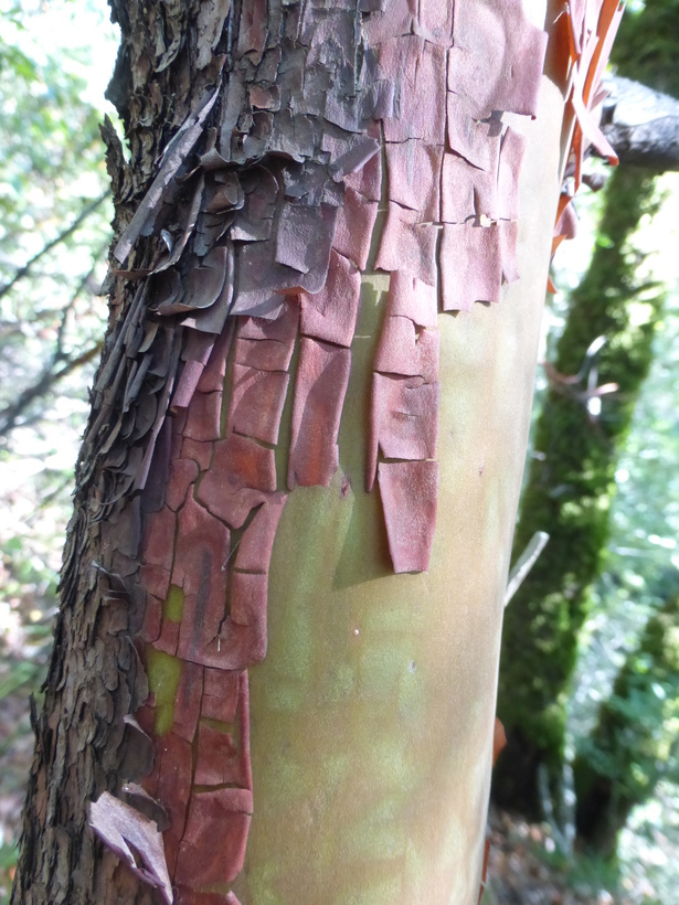 Image of Pacific madrone