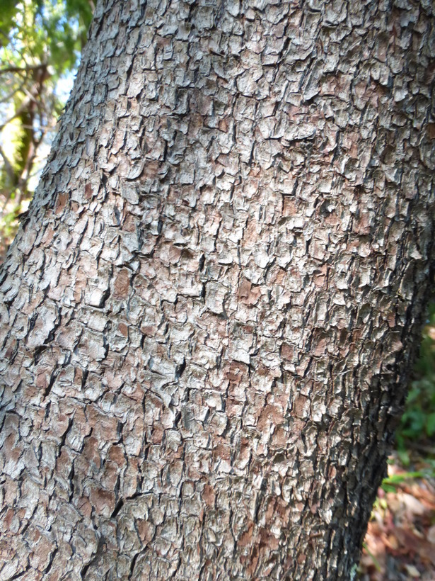 Image of Pacific madrone