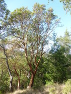 Image of Pacific madrone