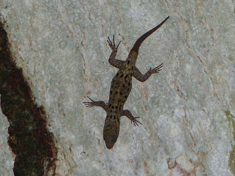 Image of Yellow-headed gecko