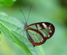 Image of Glass Wing