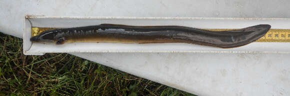 Image of freshwater eels