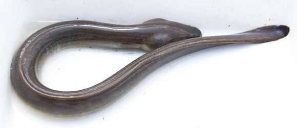 Image of freshwater eels