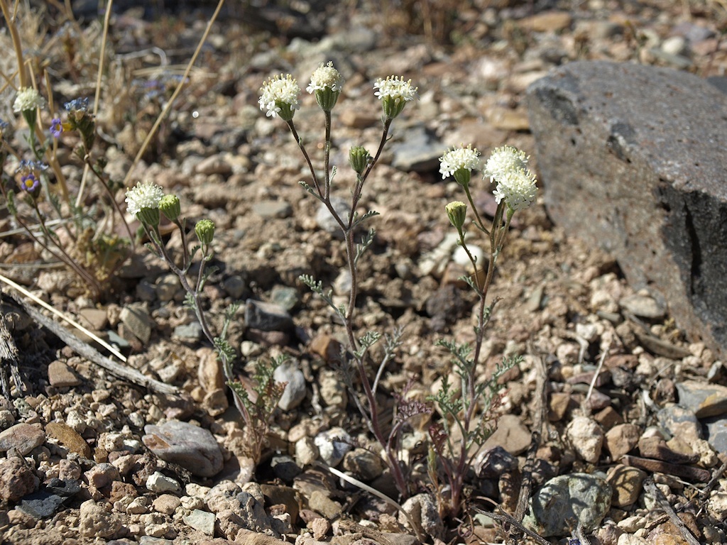 Image of Esteve's pincushion