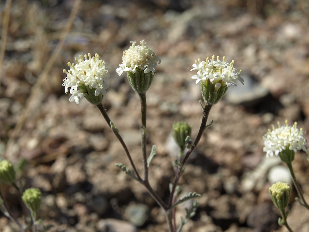 Image of Esteve's pincushion