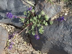 Imagem de Lupinus flavoculatus A. Heller